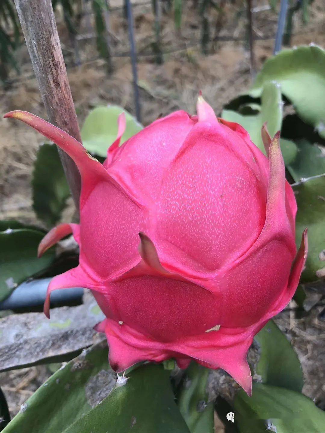 推介台湾火龙果新品种介绍