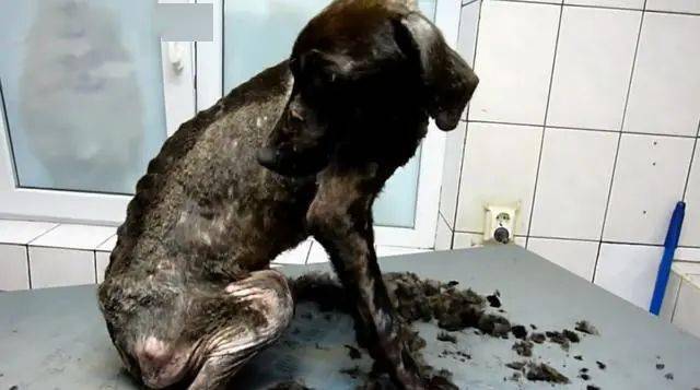 流浪狗面临死亡被好心人带回家几个月后这是同一只狗吗