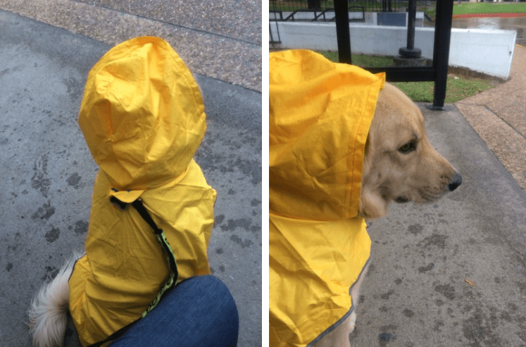 穿着雨衣的可爱狗狗们