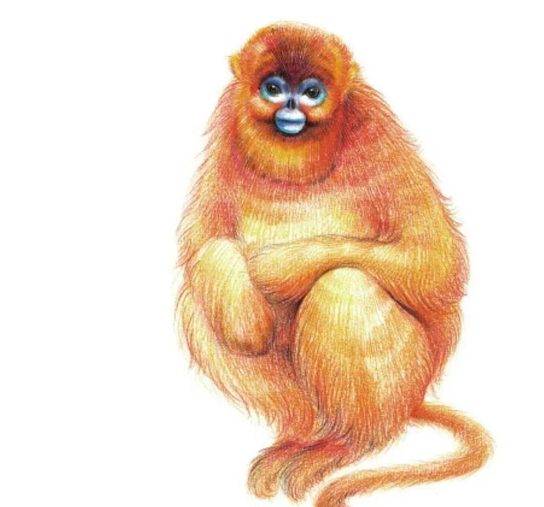 简单易学彩铅动物教程:金丝猴