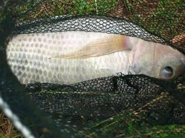 由於羅非魚生性兇猛,衝勁大,嘴裡長有尖銳的牙齒以及背後長有尖刺等