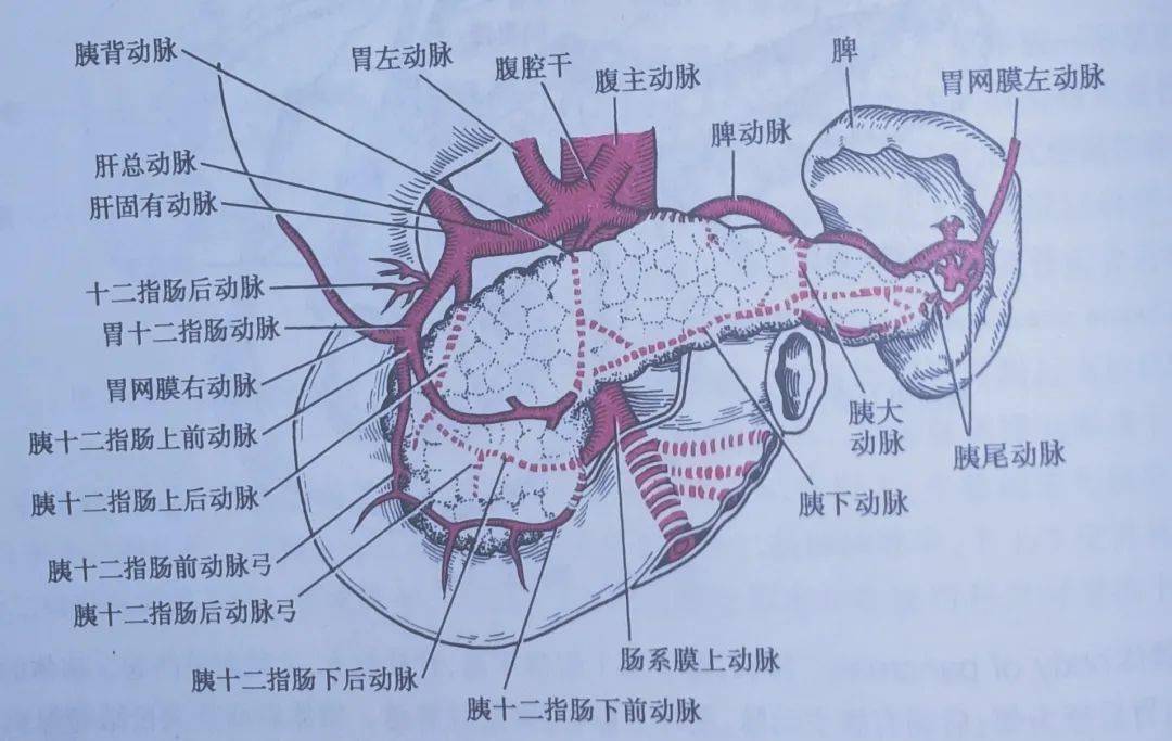 胰腺血管解剖图图片