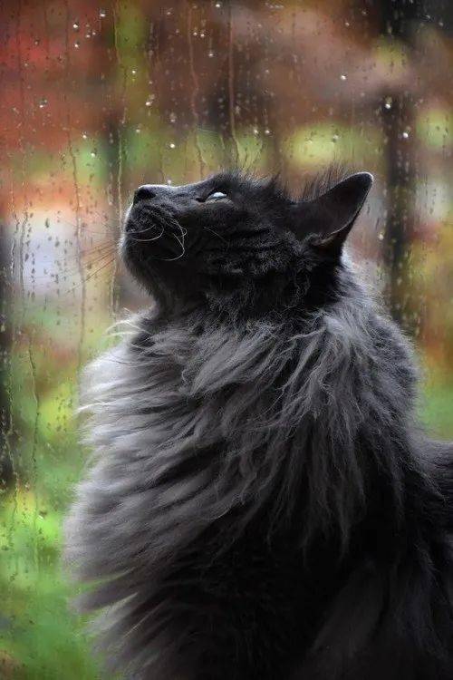 在屋内躲雨喵星人有一种意境
