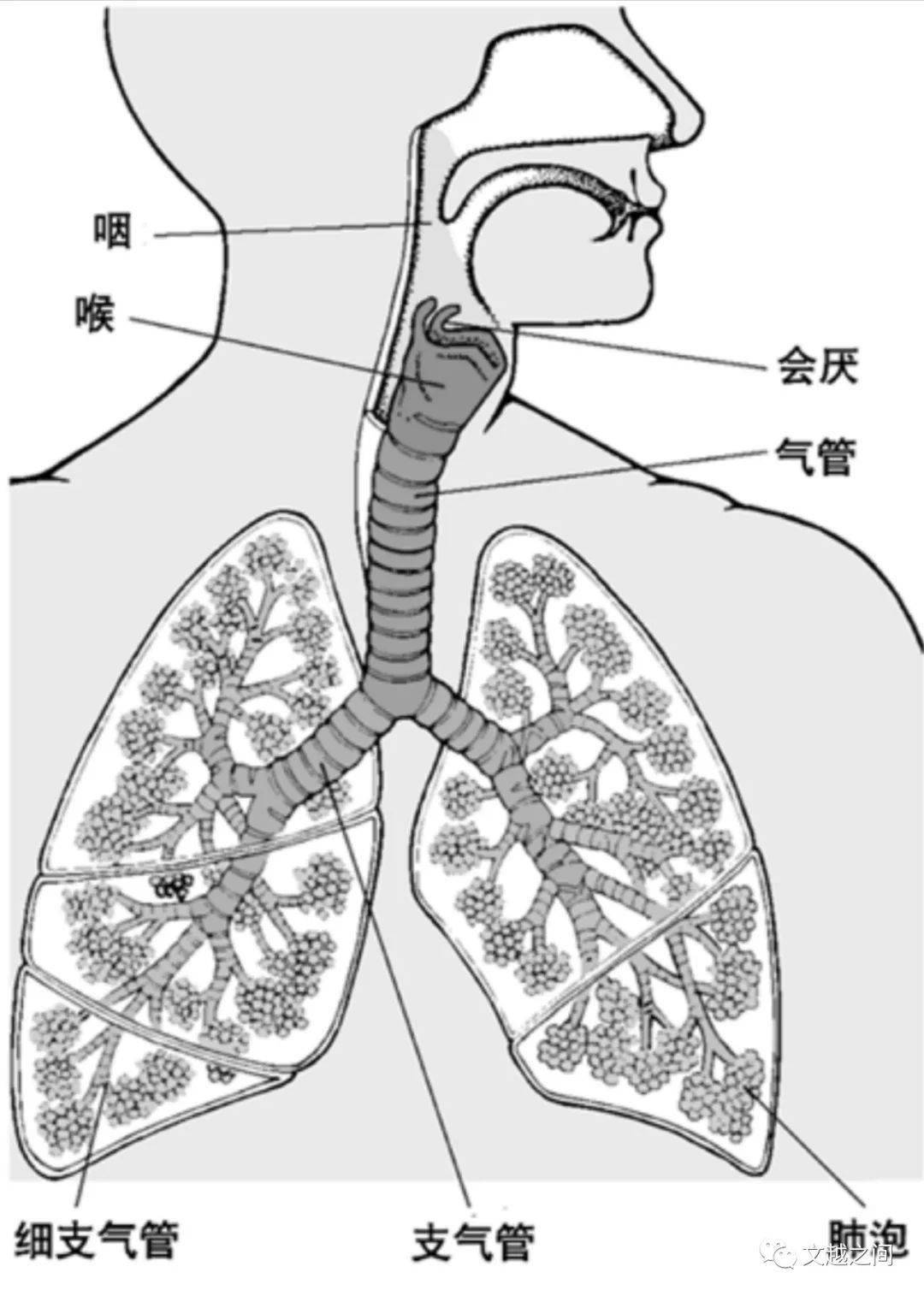 气道口在人体什么部位图片