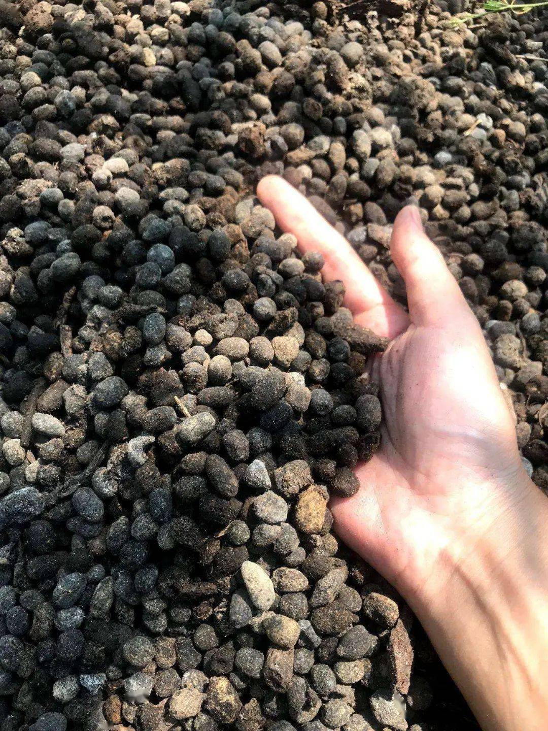 给花草施冬肥怎样判断羊粪的好坏抓住5点就够了