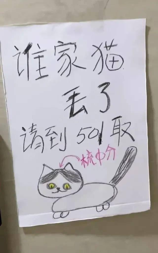 寻猫主人告示图片