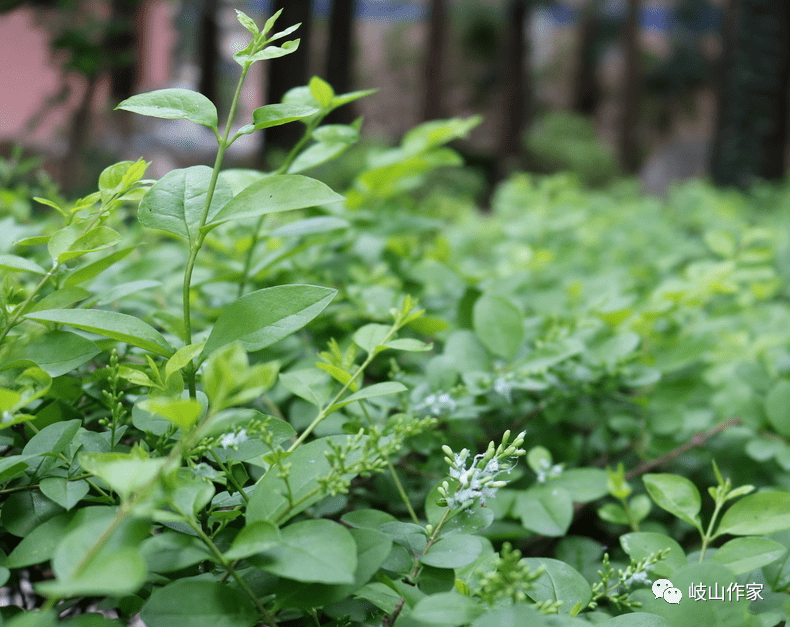 賈曉梅:向陽而生