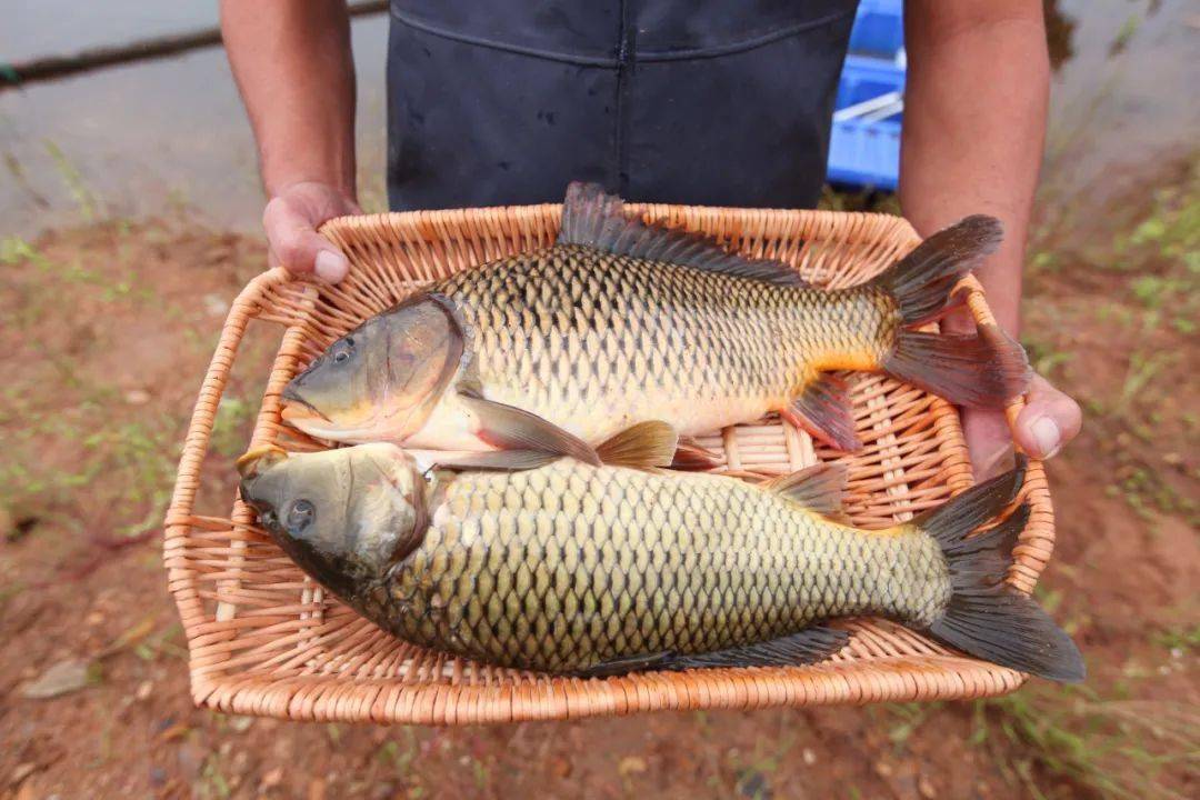 龙湖特产龙鳞金鲤
