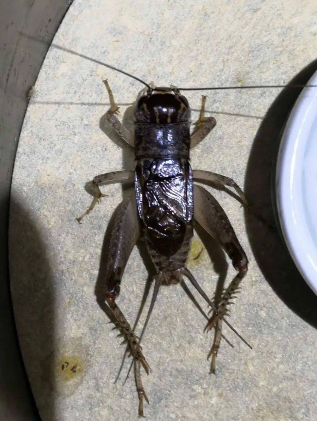 十路兖州本地虫战将"紫青"_结束战斗