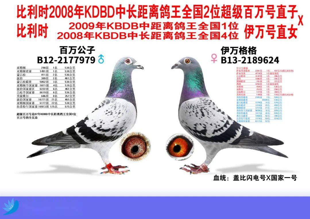 6万多羽的全国亚军配7万多羽的国家赛冠军这鸽子的子代得有多快