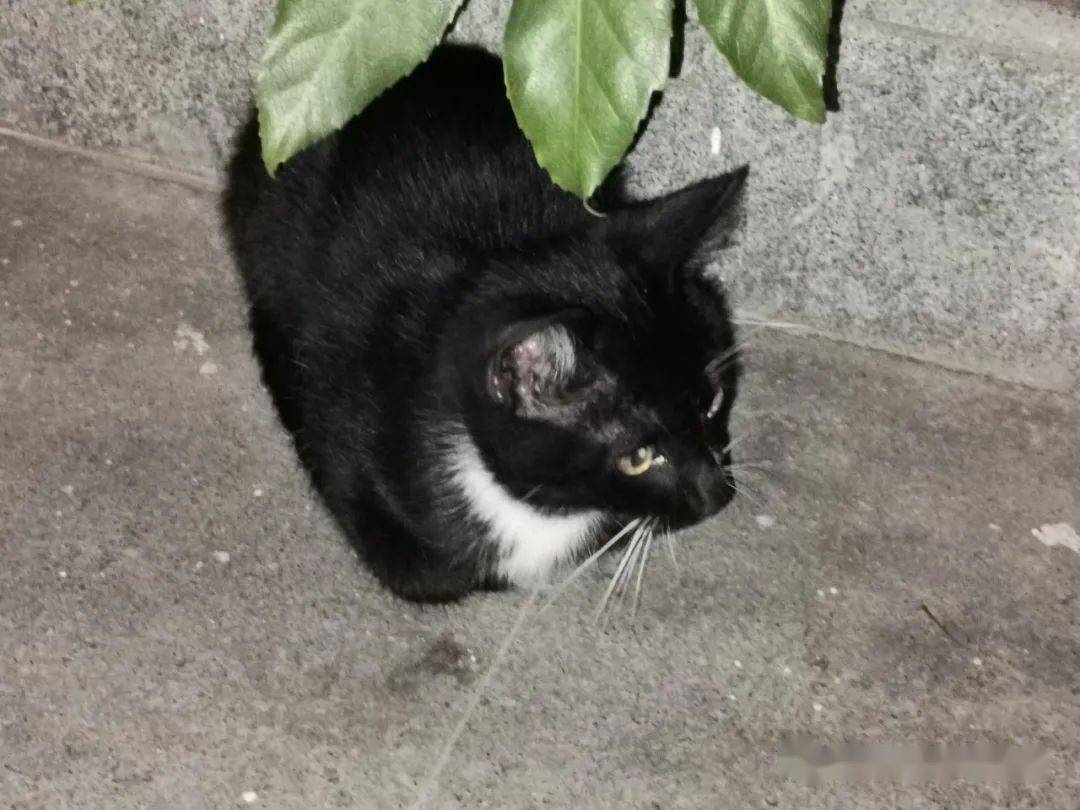 东猫讲真天猫没有我们可爱