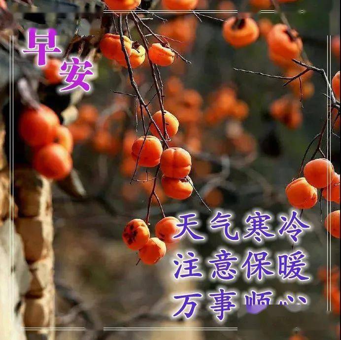 冬天清晨早安溫馨問候語早上好鮮花漂亮問候語圖片