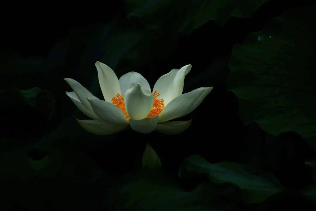 直指生命的真相心经直解开经偈下