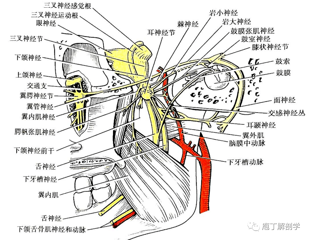 局部解剖学面部面侧区