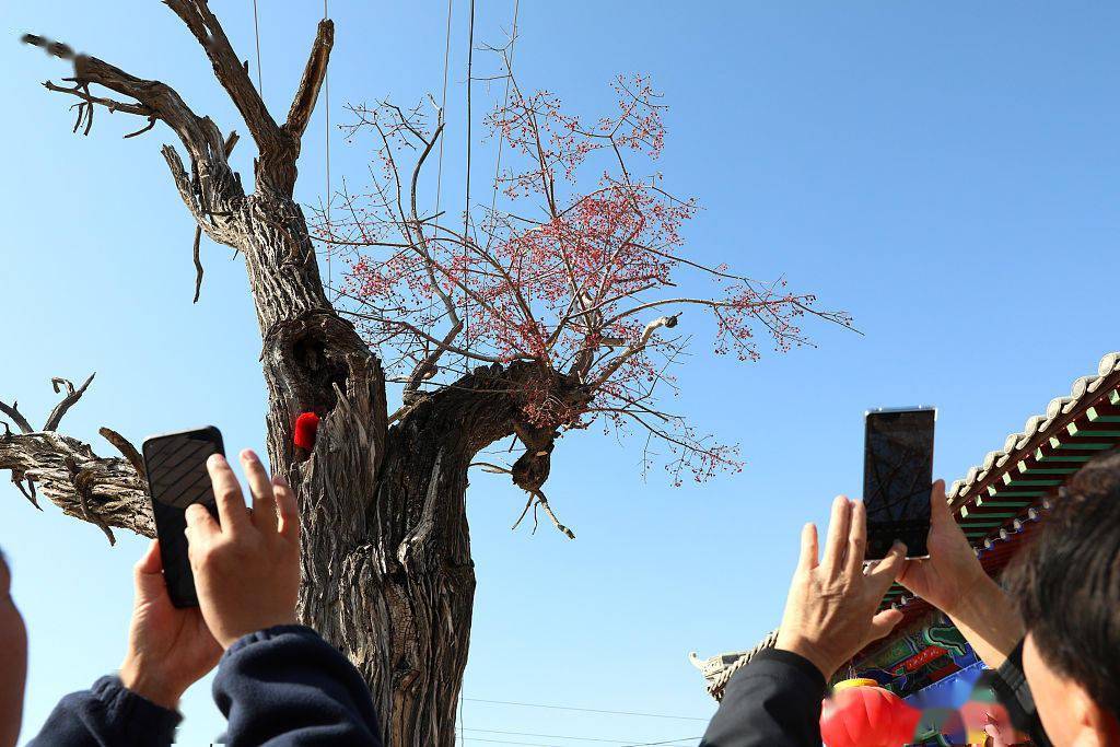 村里老树已经死亡60年 奇迹画面出现引众人围观惊叹(图)