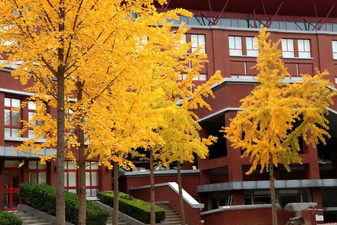 十一学校秋意正浓_郭子健