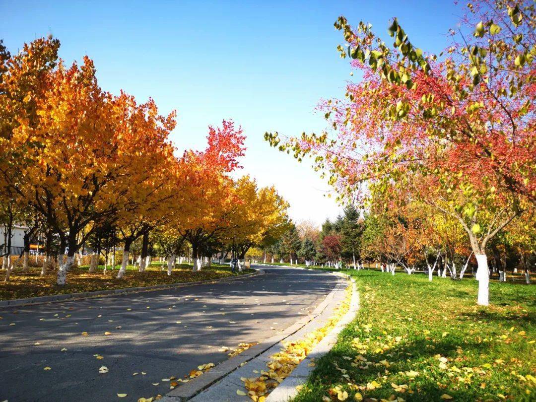 榆树市摄影家协会古榆秋韵网络摄影作品展