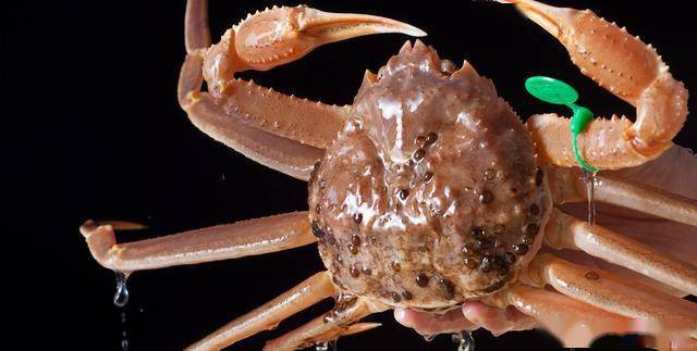 日本松叶蟹拍卖达16万元人民币一只,它为何能卖如此贵?_手机搜狐网