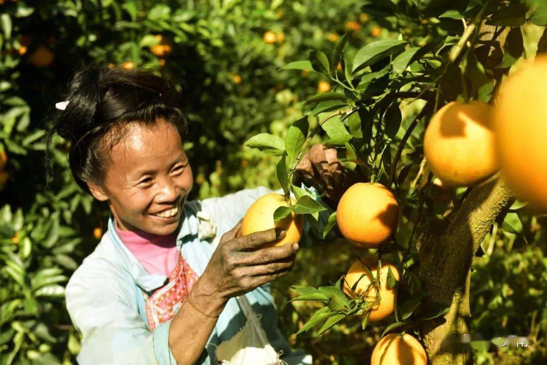 贵州脐橙产区(贵州脐橙产区在哪里)