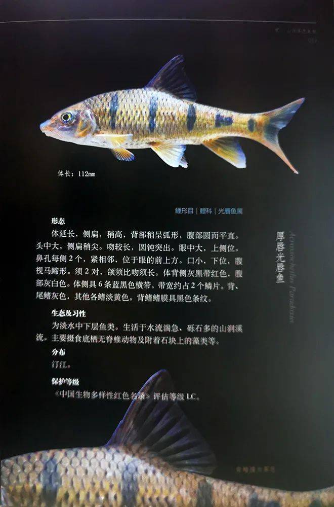 福建野外常见淡水鱼图鉴