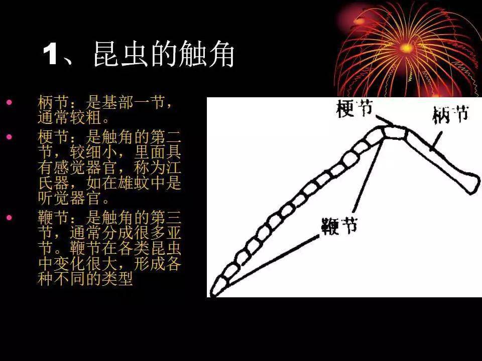 【作物病害】昆虫基础知识扫盲