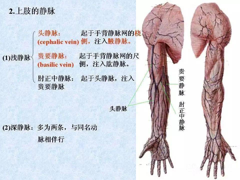 上肢动静脉解剖图图片