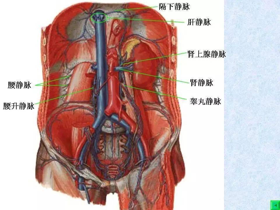 左膈下静脉图片