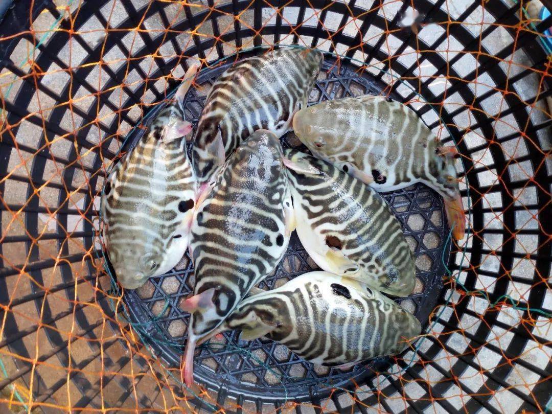 双斑东方鲀种鱼科研成果列表"十三五"期间福建省水产研究所主要科研