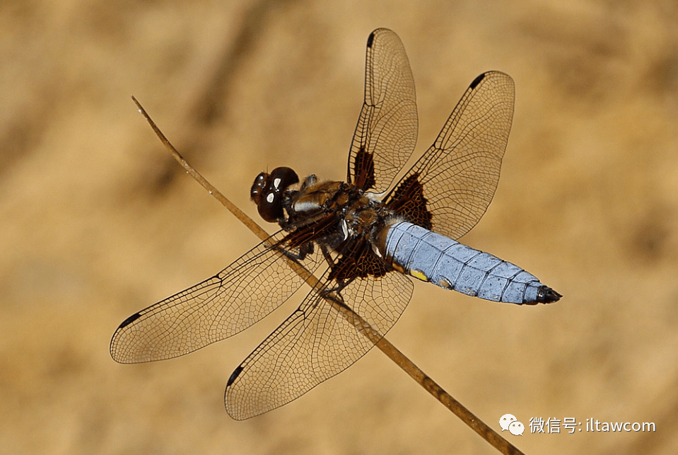 物种图册-基斑蜻