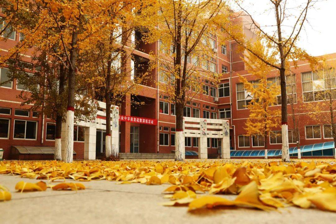 4拍摄者:"花开花落"拍摄地:市二职中皆是秋日的模样婆娑的树影与金色