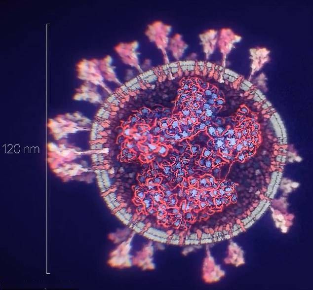 新冠病毒迄今最精確3d模型出爐高分辨率包含內部繩狀結構