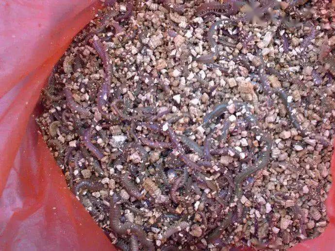 拿着挂着沙蚕的钩送到它们面前,一个个的过来闻闻瞅瞅的,掉头就跑