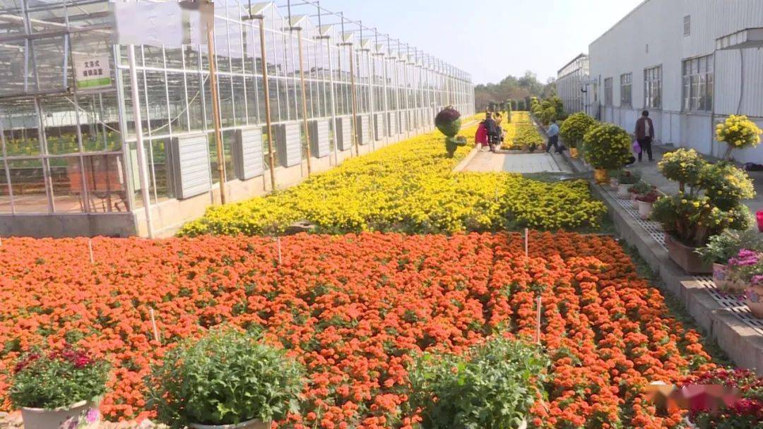 又是一年赏菊时,2020年吉安市菊花展在兴桥镇井冈山农业科技园举办,数