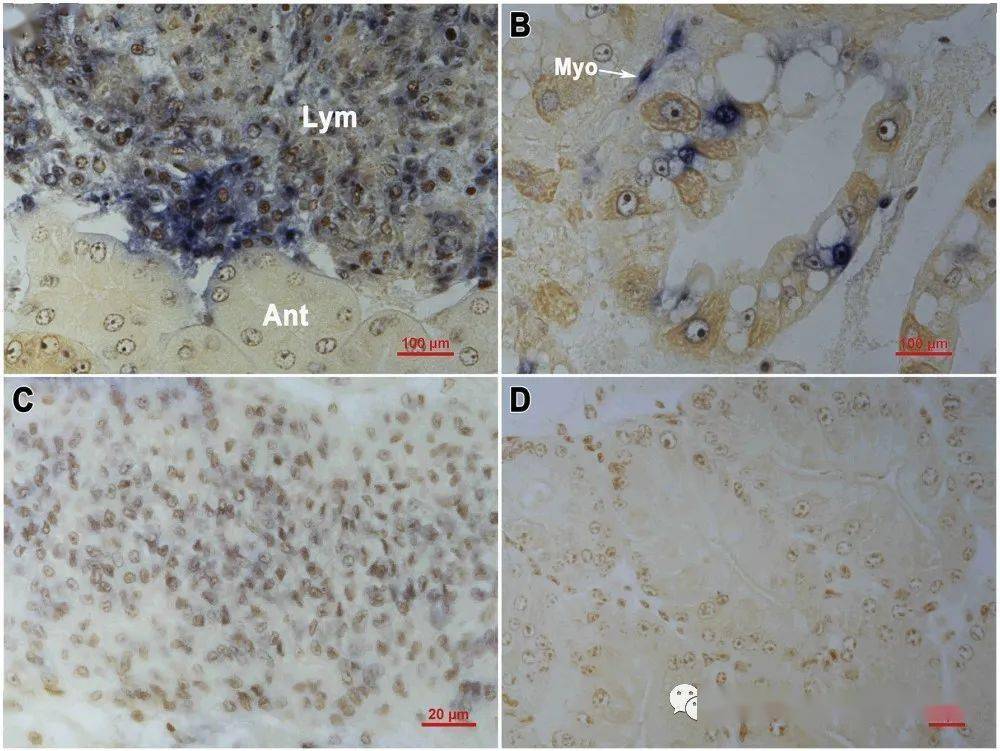 重磅虾虹彩病毒div1研究有新突破这些特征将成为诊断的重要依据