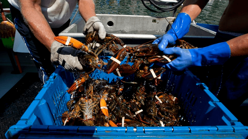 "2020加拿大海产高峰论坛" 今日沪上举行_渔业