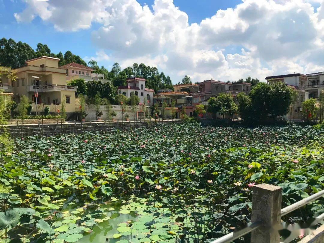 升级改造后的桃源镇金城村桃源钱塘彩龙■鹤城镇古老的客家村落——禾