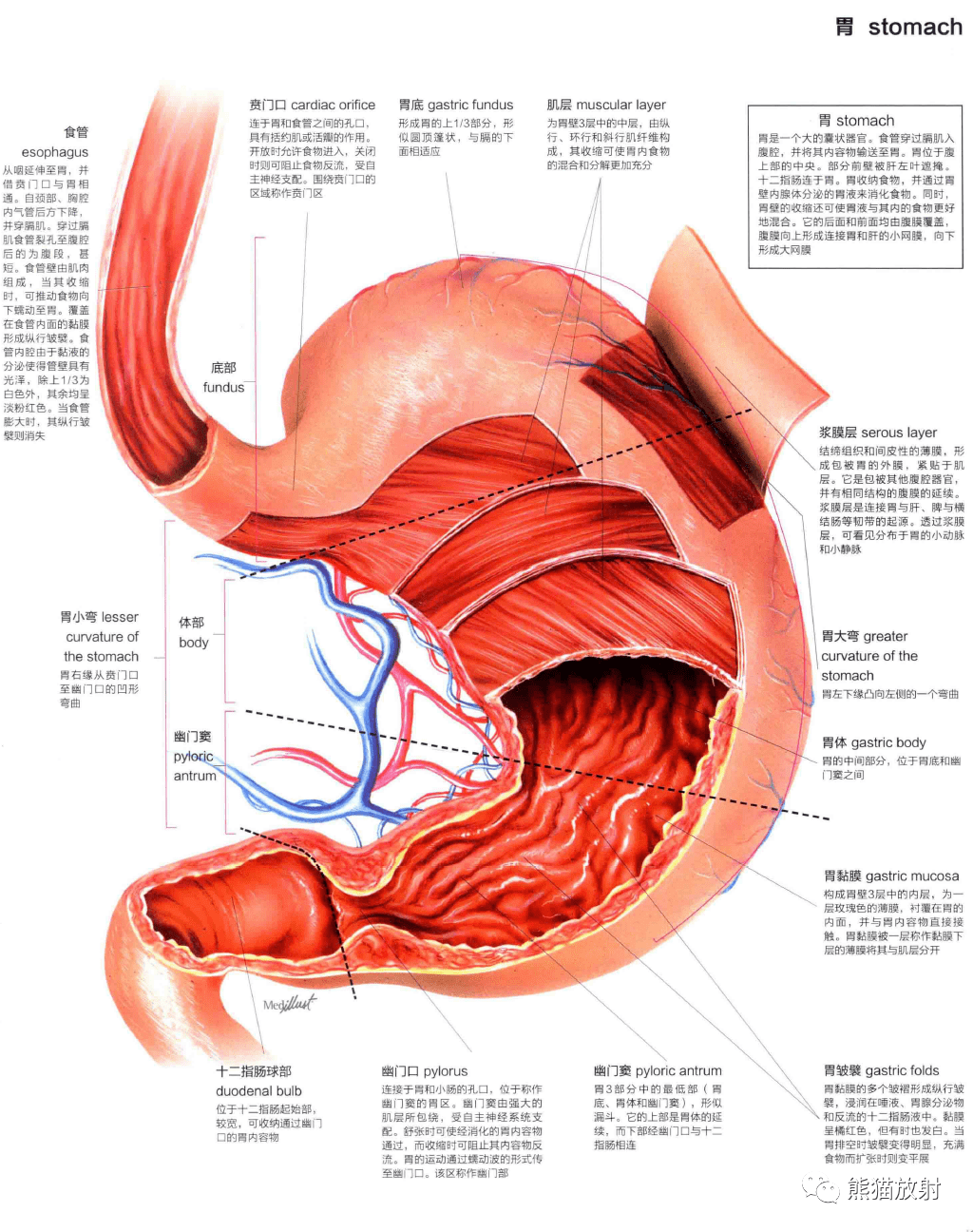 人体图谱丨消化系统口腔至肛门