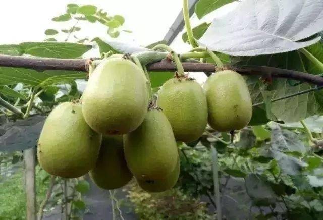 果实膨大增甜的秘方这一配方可膨果壮果增甜着色提质增产