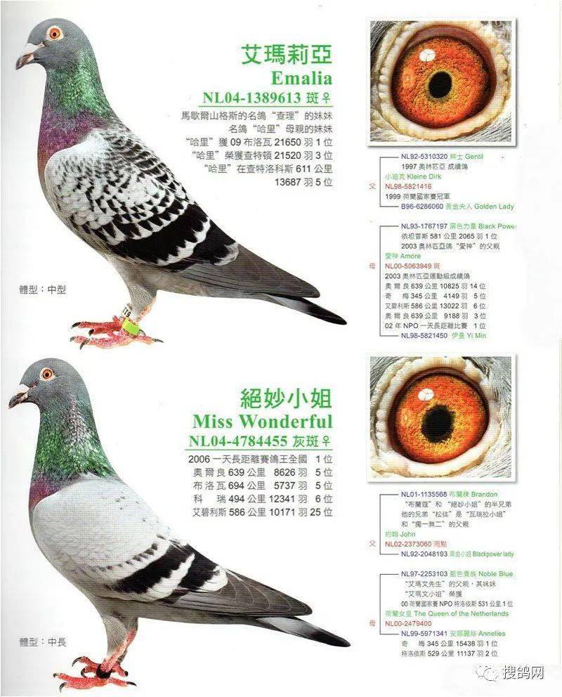 考夫曼鸽系及小迪克家族