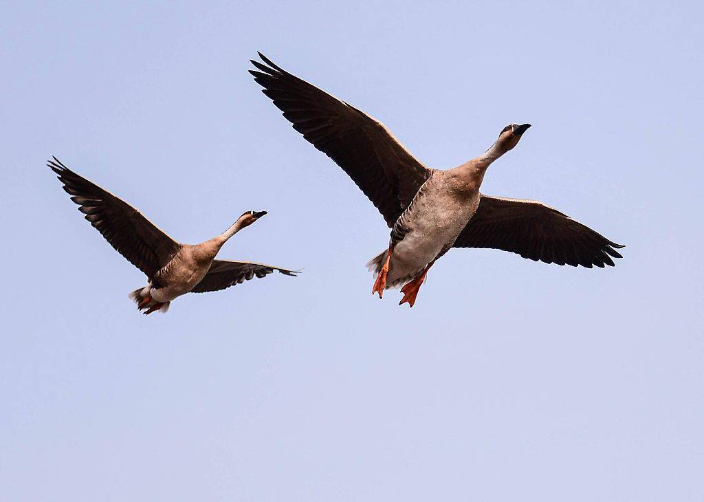 沈阳浑河上 鸿雁"悠闲"过冬