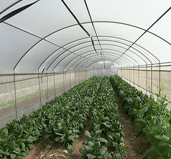 十字花科蔬菜新宠市场前景广阔 你吃过几种?