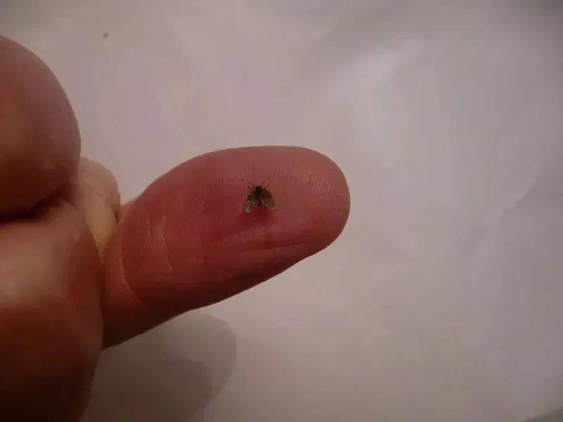 厨房厕所的小飞虫从哪儿来该怎么消灭