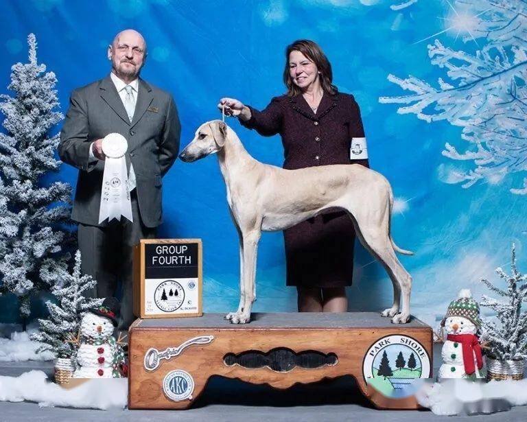 每日一王者"rima"——美国akc历史上最出色的斯卢夫猎犬_赏励