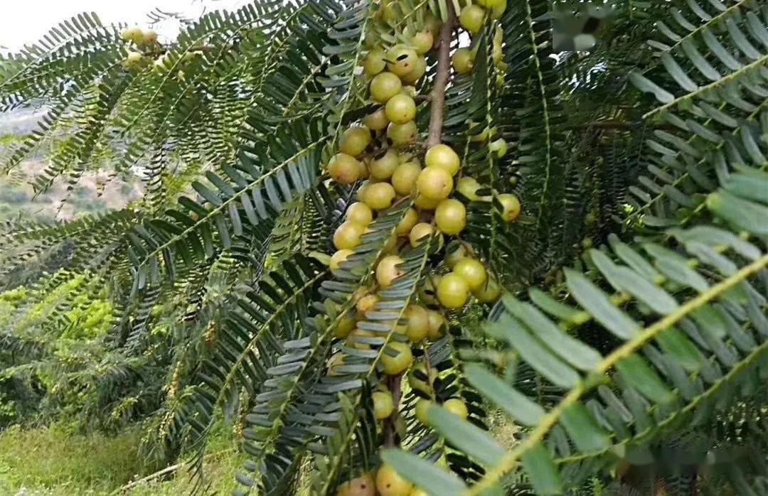 油柑叶常用来填充枕头,透气散热.