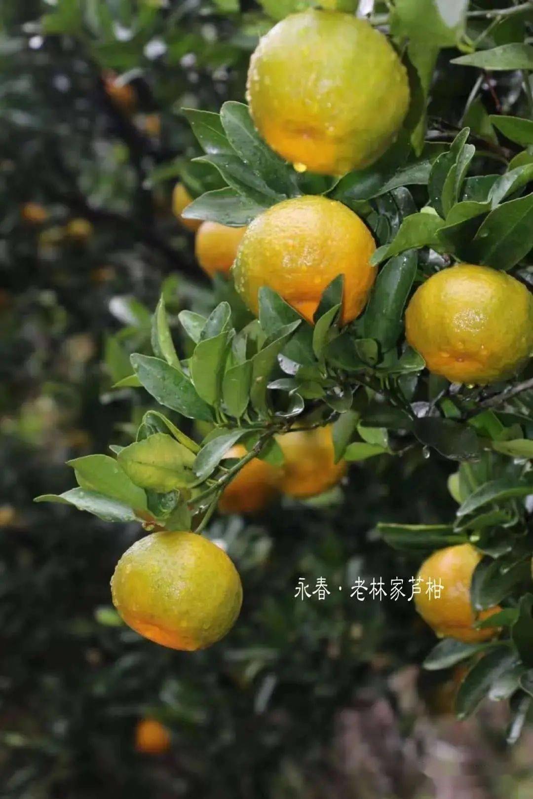 正宗永春芦柑成熟啦亲自采摘或直接购买不可错过的当季美味