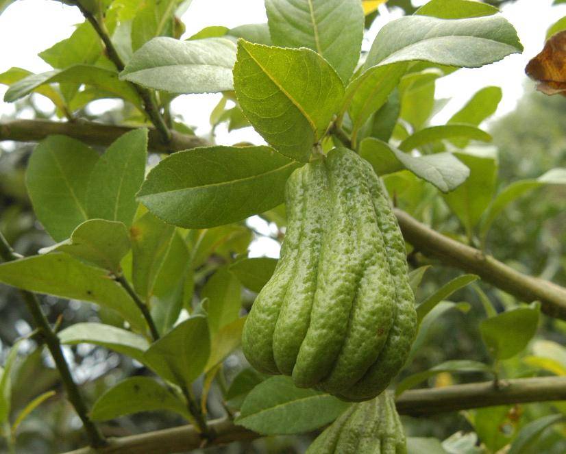 看图识川药这种药材全身都是宝根茎叶花果实均可入药