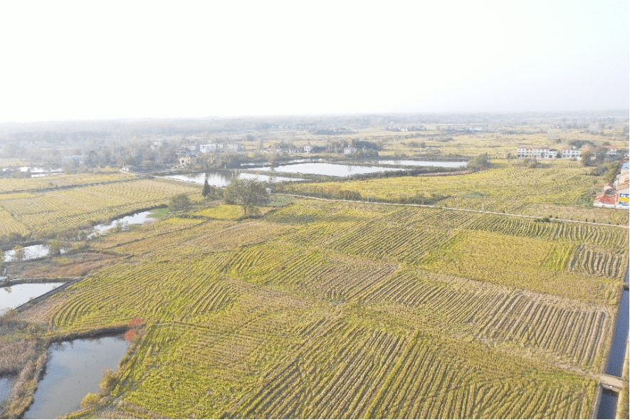藏粮于地藏粮于技安陆市木梓乡秋冬农业开发劲正酣