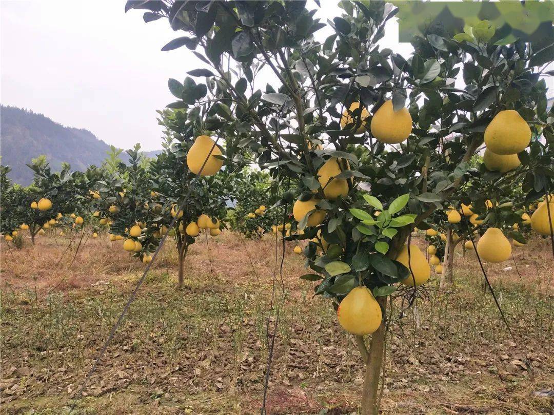 万山香柚甜蜜来袭厉兵秣马备战双十一