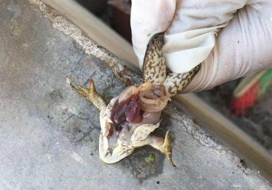 牛蛙腹水病如何处理治疗预防方案都在这里