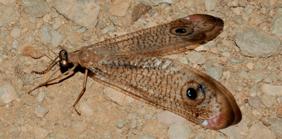 【虫趣点滴】zephyr之翼:惊人的巧合,还是艺术本就源于生活?